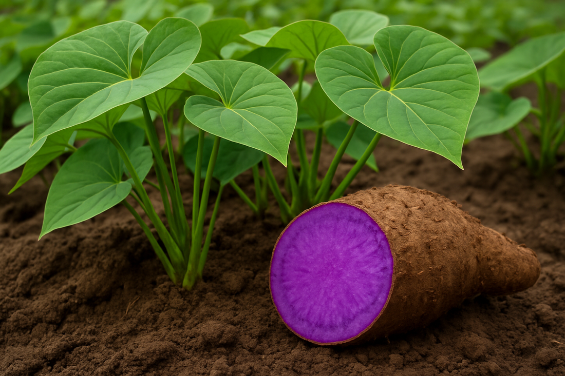 recine igname violet