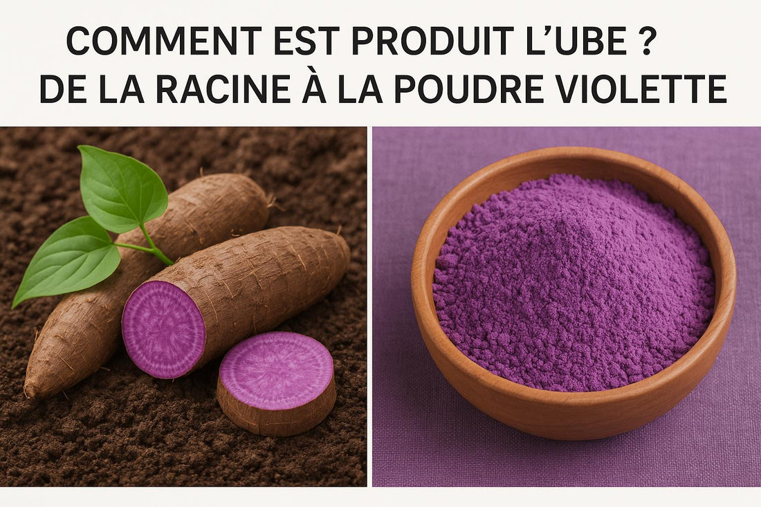racine et poudre d'ube comment ils sont produits