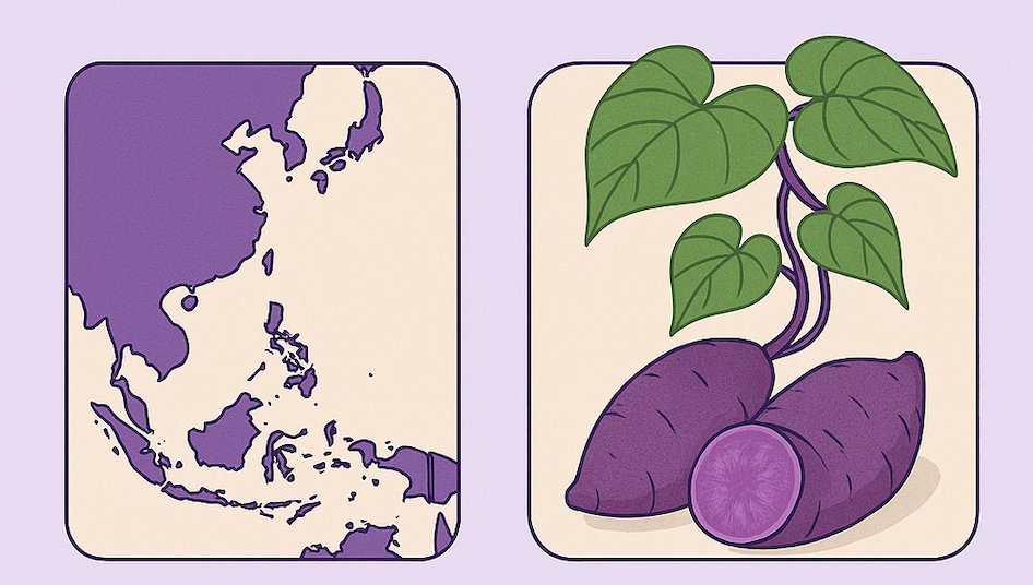 Dessin montrant une Carte d'Asie vers les philippines et une racine ube igname violet